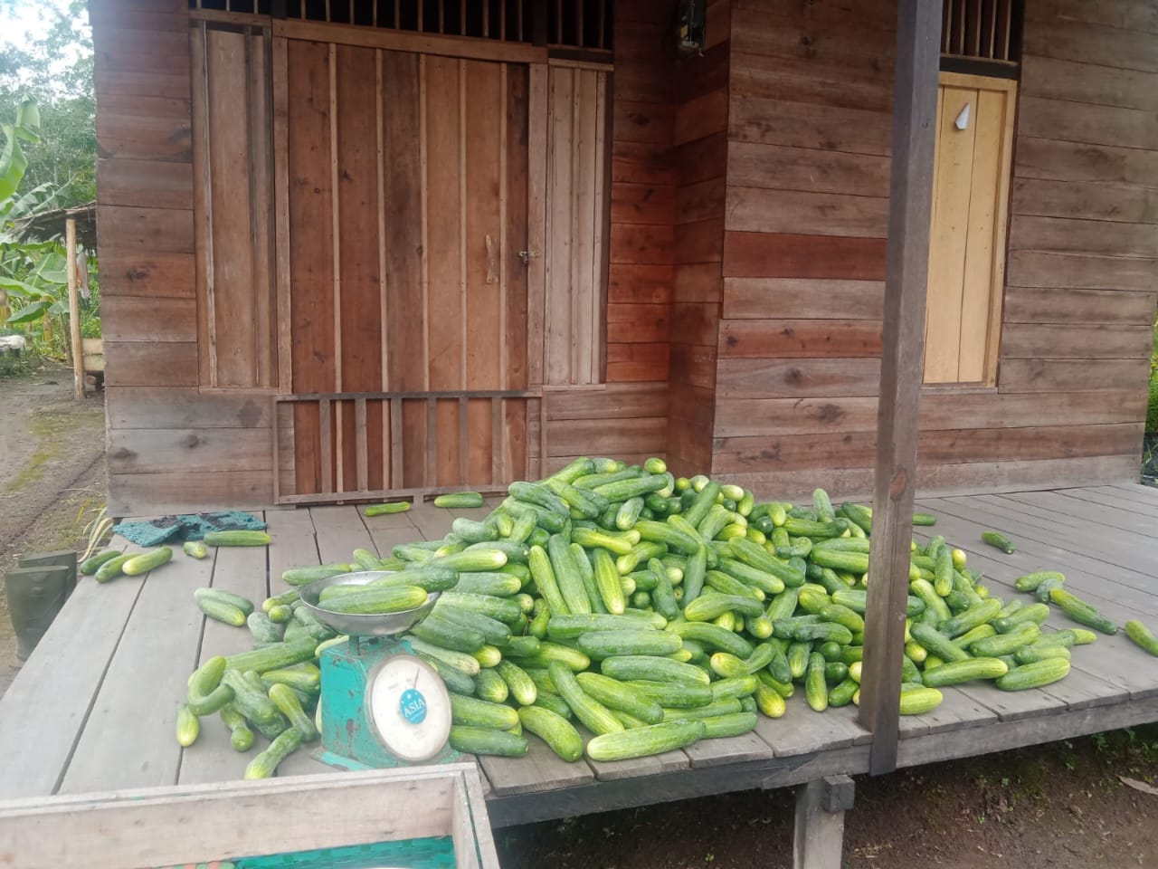 Praktek di kebun